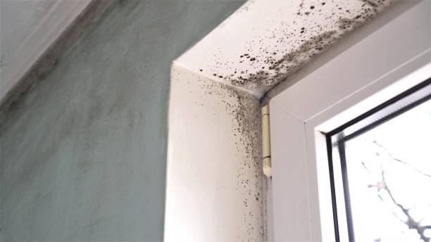 Best Black Mold Removal  in Richlands, NC