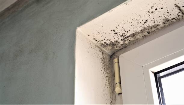 Mold Remediation for Vacation Homes in Richlands, NC