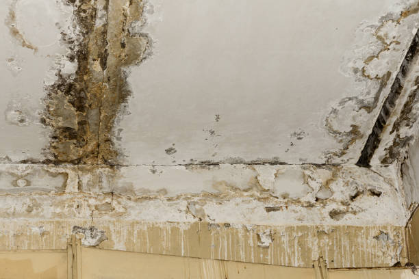 Best Mold Remediation for Vacation Homes  in Richlands, NC