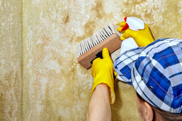 Best Comprehensive Air Testing for Mold Contaminants  in Richlands, NC