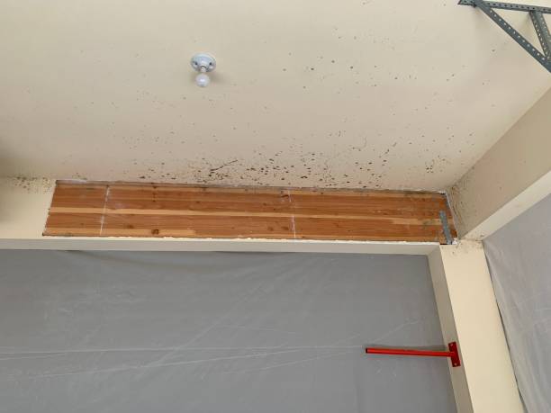 Best Mold-Related Health Consultation  in Richlands, NC