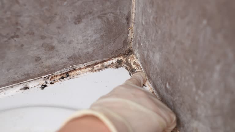 Best Biohazard Mold Removal  in Richlands, NC